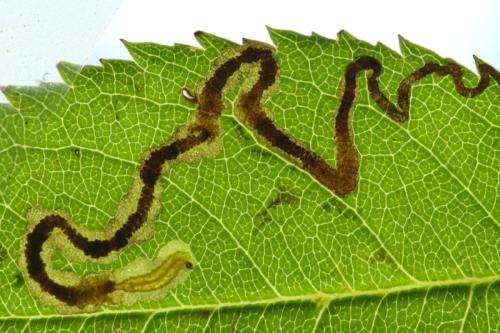 Réf. 253 156 : Stigmella anomalella